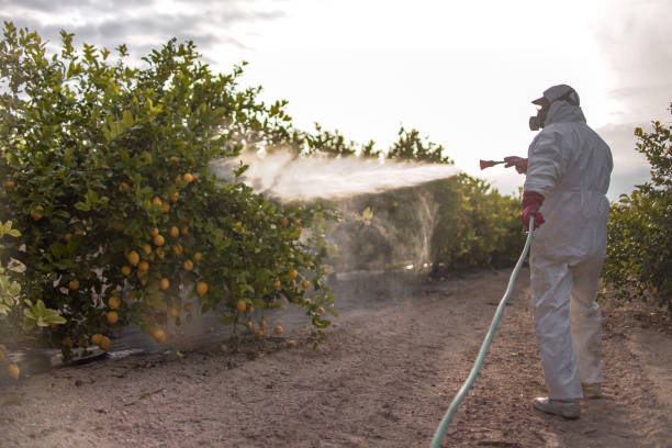 Best Pest Removal Services  in Tyhee, ID