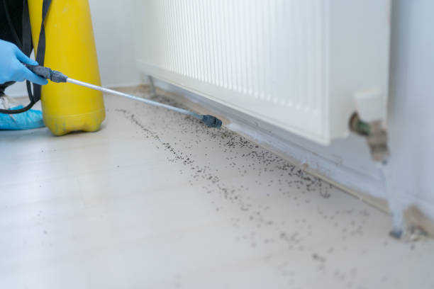 Best Ant Control Services  in Tyhee, ID